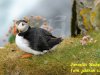 Skotsko - Stacks of Duncansby