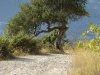 Olivovník na Lefkadě