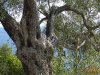 Olivovník na Lefkadě